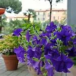 Sud Est By Fam Rossetti 3* Lavagna